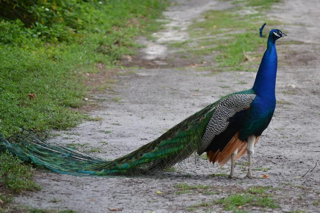 Sigiriya Peacock Homestay Sri Lanka