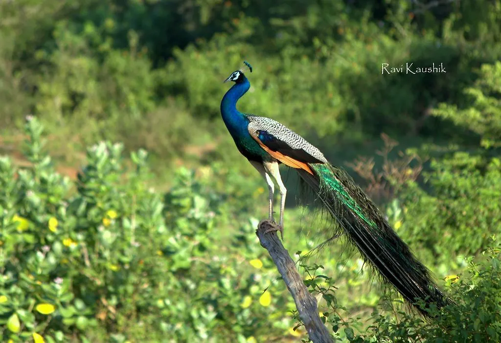 Sigiriya Peacock Homestay