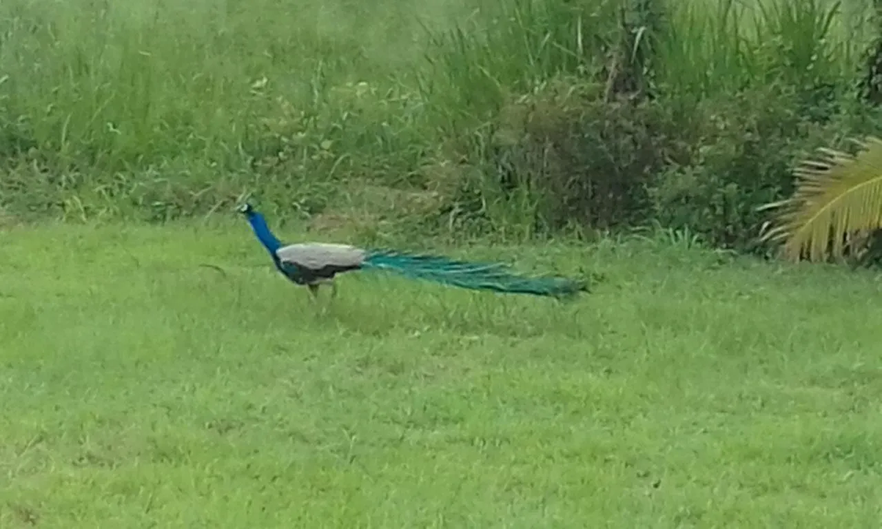 Sigiriya Peacock Homestay